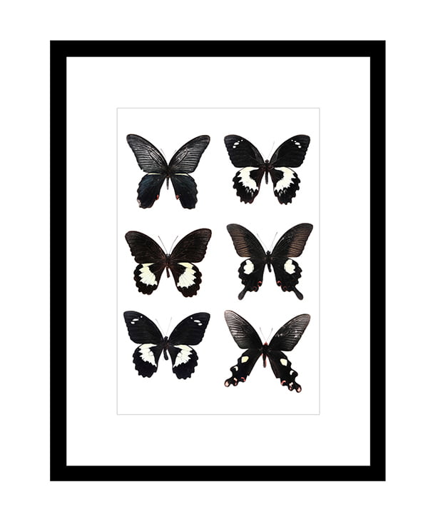 Digitaldruck Butterflies Dark, Image via Westwing Now