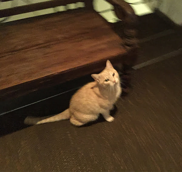 Hotelkatze MOHR life resort, Image by Hey Pretty Beauty Blog