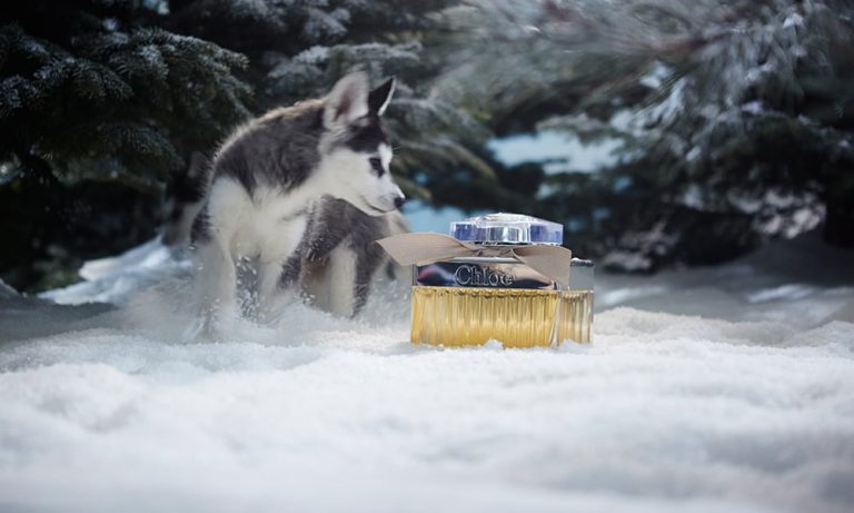 Holiday Visual 2016 Chloé