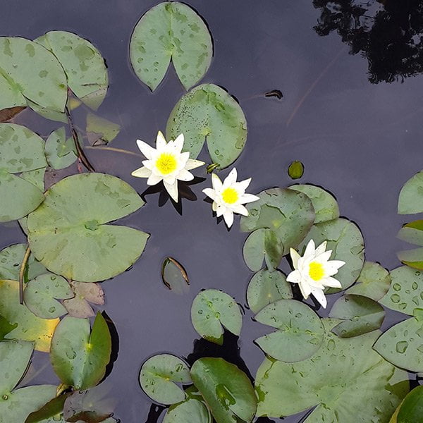 Spa Review: Seerose Resort & Spa 22 Seerose Resort & Spa Hallwilersee, Aussenpool (Review by Hey Pretty)