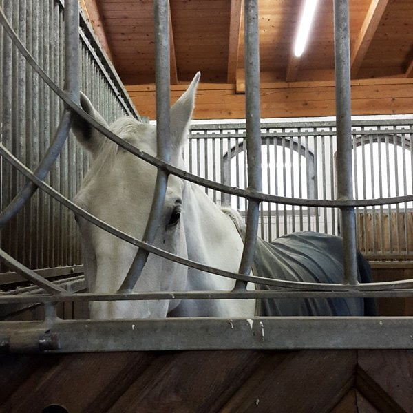 Lippizzaner Zucht im Posthotel Achenkirch Tirol (Image by Hey Pretty)