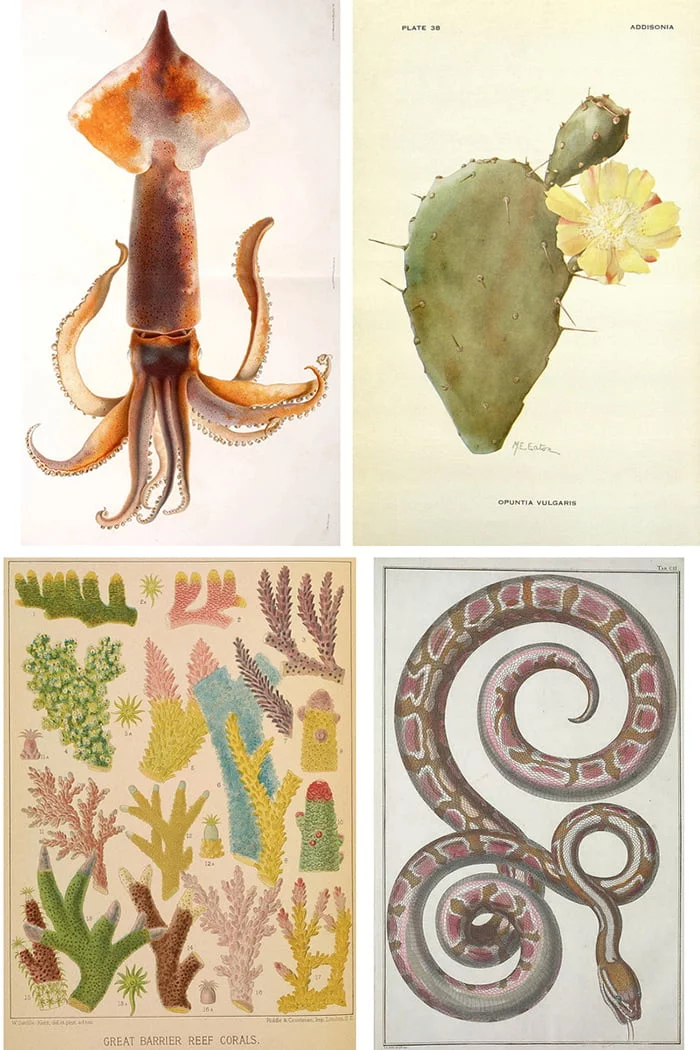 Deine Gratis Gallery Wall: Neue Free Printable Wandbilder 27 BiodiversityHeritageLibrary