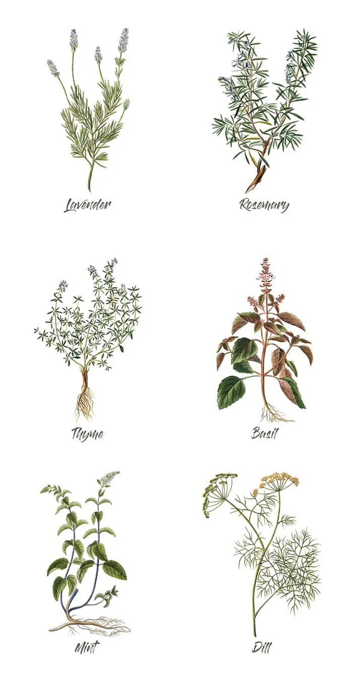 Deine Gratis Gallery Wall: Neue Free Printable Wandbilder 5 CherishedBliss Herbs Alle