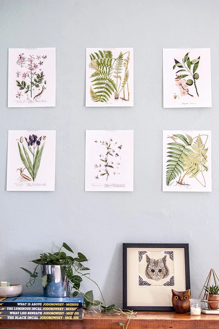 Deine Gratis Gallery Wall: Neue Free Printable Wandbilder 25 DIYinPDX VintageBotanicalArt