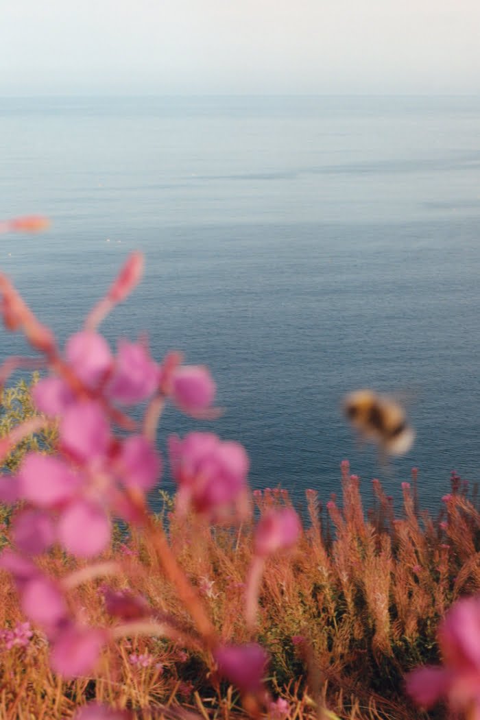 heypretty review jomalone dieschönheitderbritischeninseln wildswimming pr flowers 1