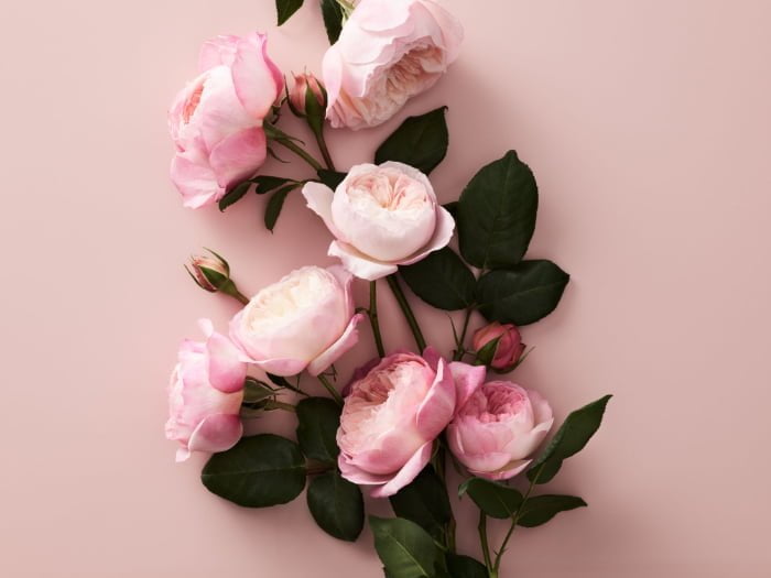 Hey Pretty Beauty Blog Review Aerin Rose De Grasse Joyful Bloom Aerin Lauder