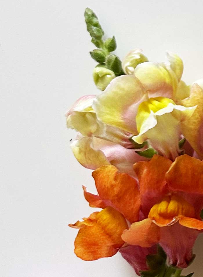 Brand Love: Sandawha – Naturkosmetik mit Kamelien-Power 10 Sandawha Blume Closeup