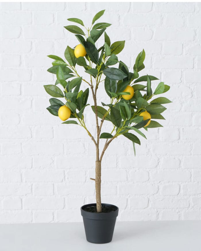 Terrasse Zitronenbaum