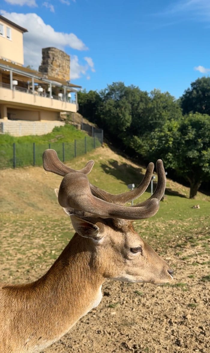 DrHauschka Dinner Rehli