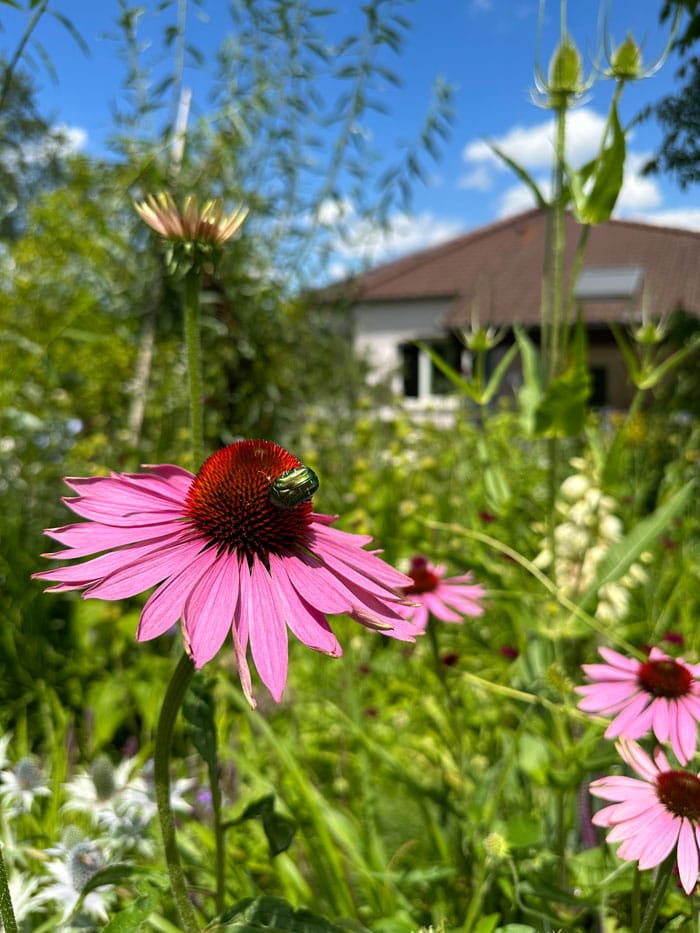 DrHauschka Gaerten Echinacea