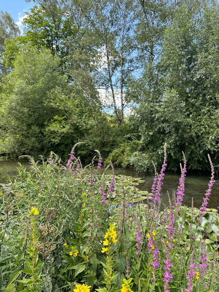 DrHauschka Gaerten Teich