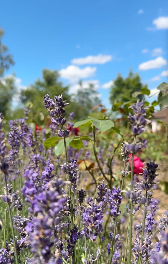 DrHauschka Garten Lavendel