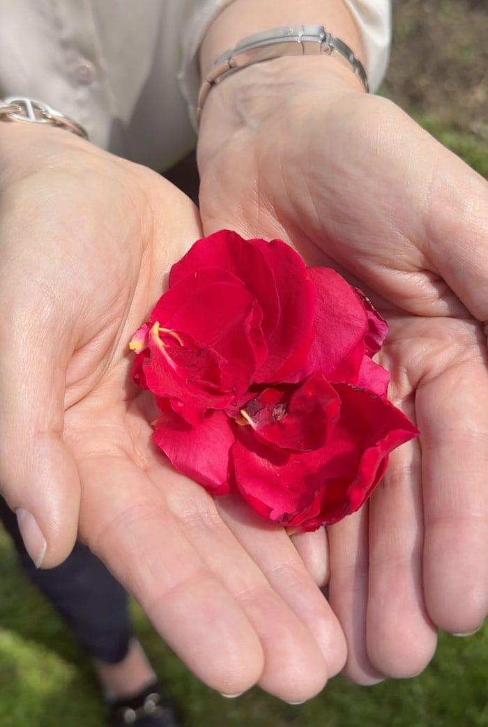 DrHauschka Garten Rose