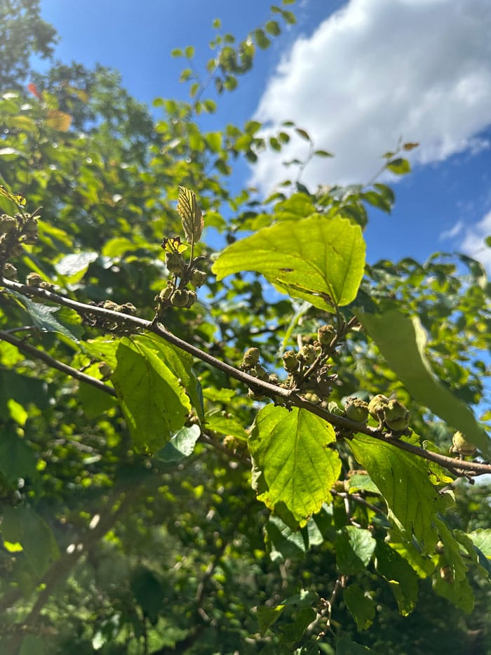 DrHauschka Garten Zaubernuss
