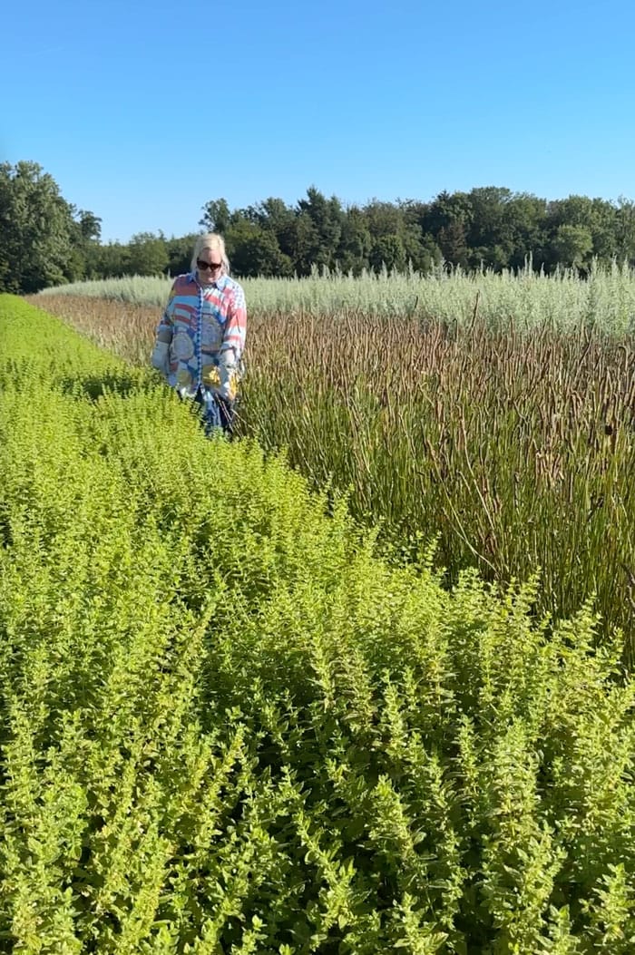 DrHauschka Sonnenhof FeldSteffi