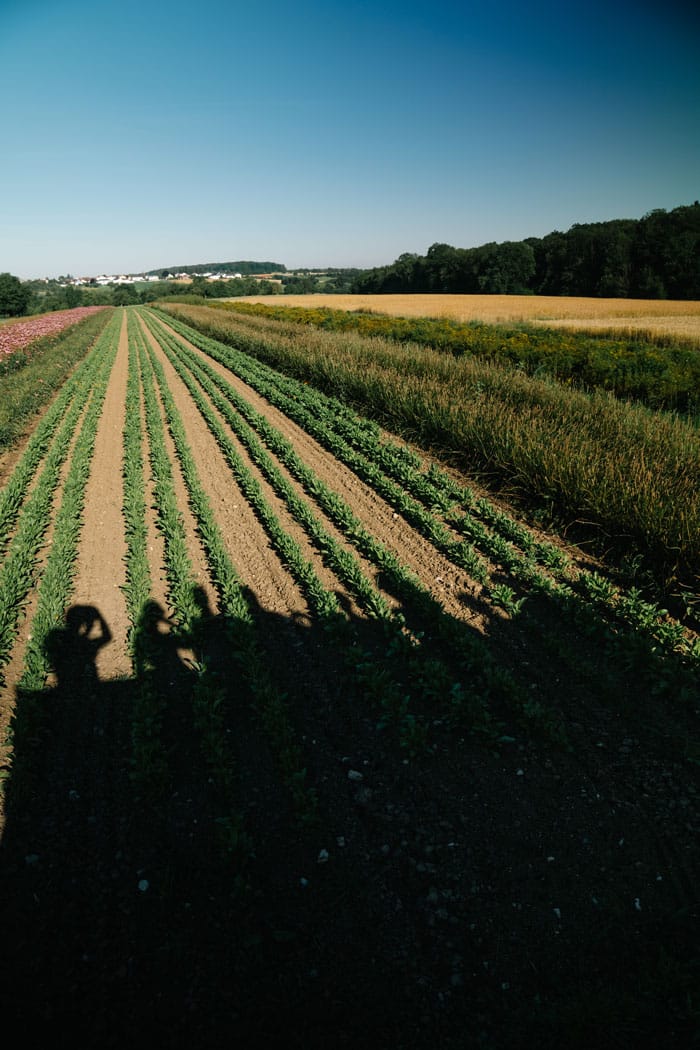 DrHauschka Sonnenhof FelderSchatten