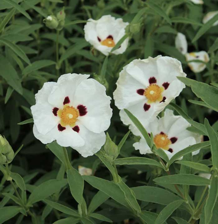 Neue Energie für deine Haut mit der farfalla Rockrose Mg+ Hydro Skinergy Kollektion 2 farfalla cistrose pr